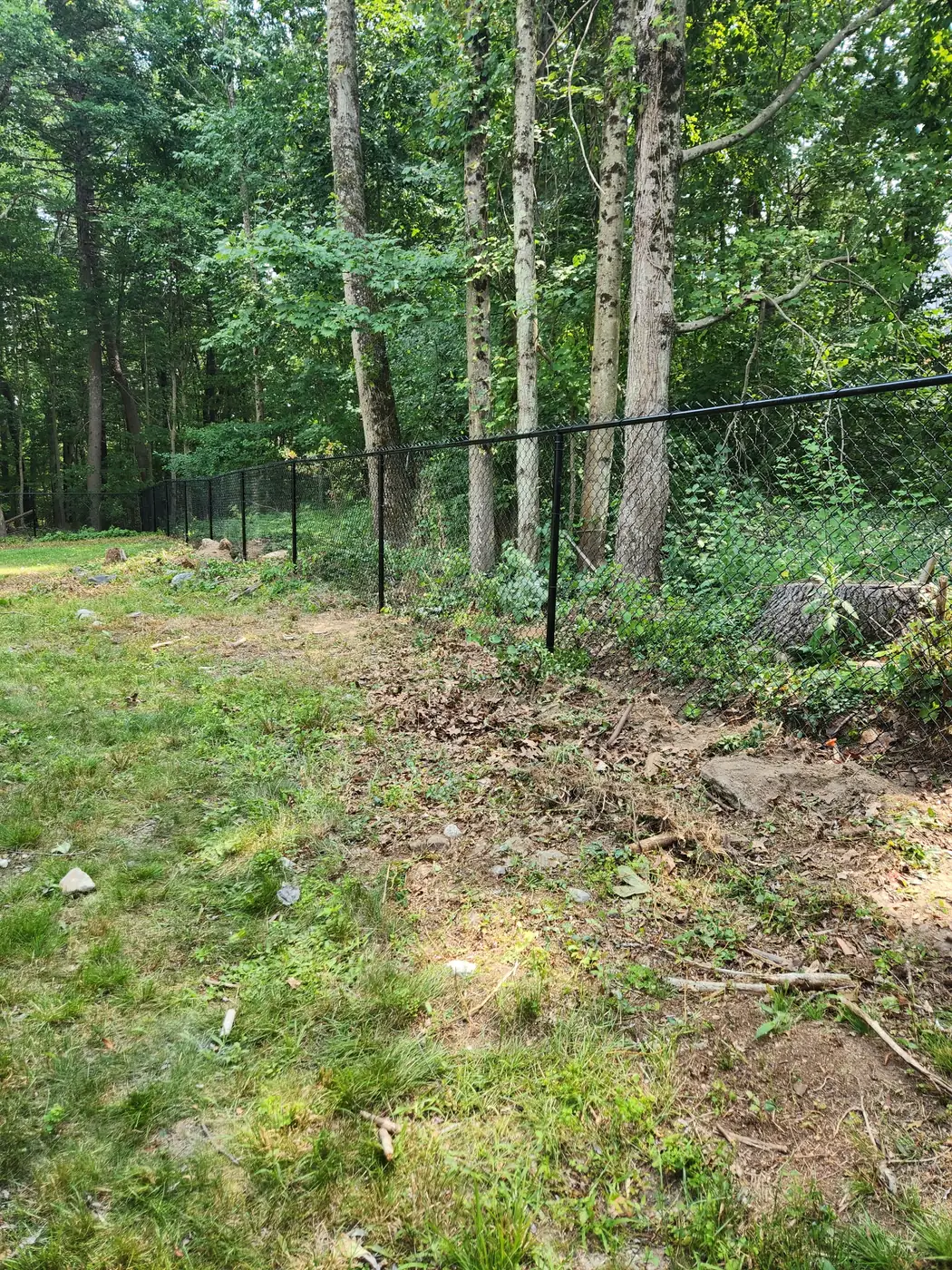 Black chain-link fence following the tree line at the edge of a backyard